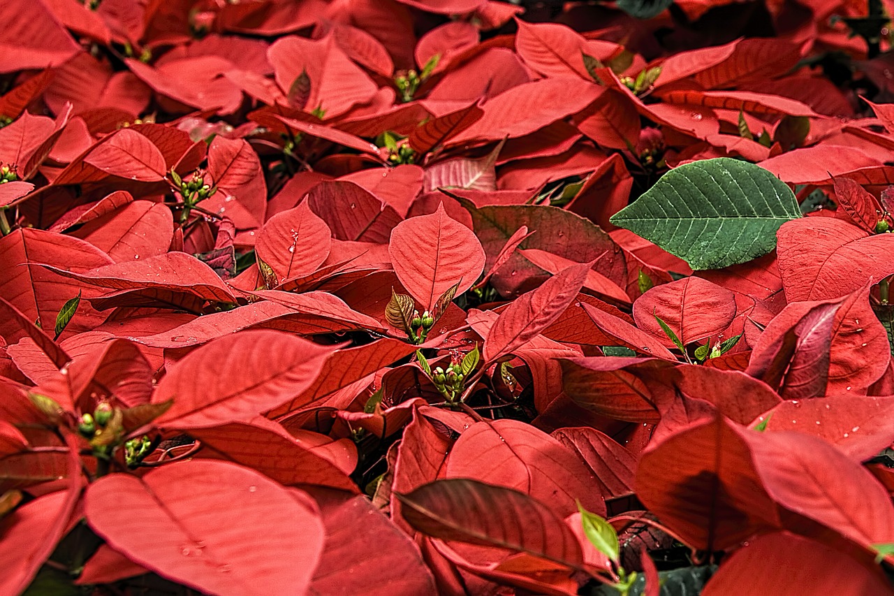 Christmas 2024 What Day Does Christmas Fall On This Year 