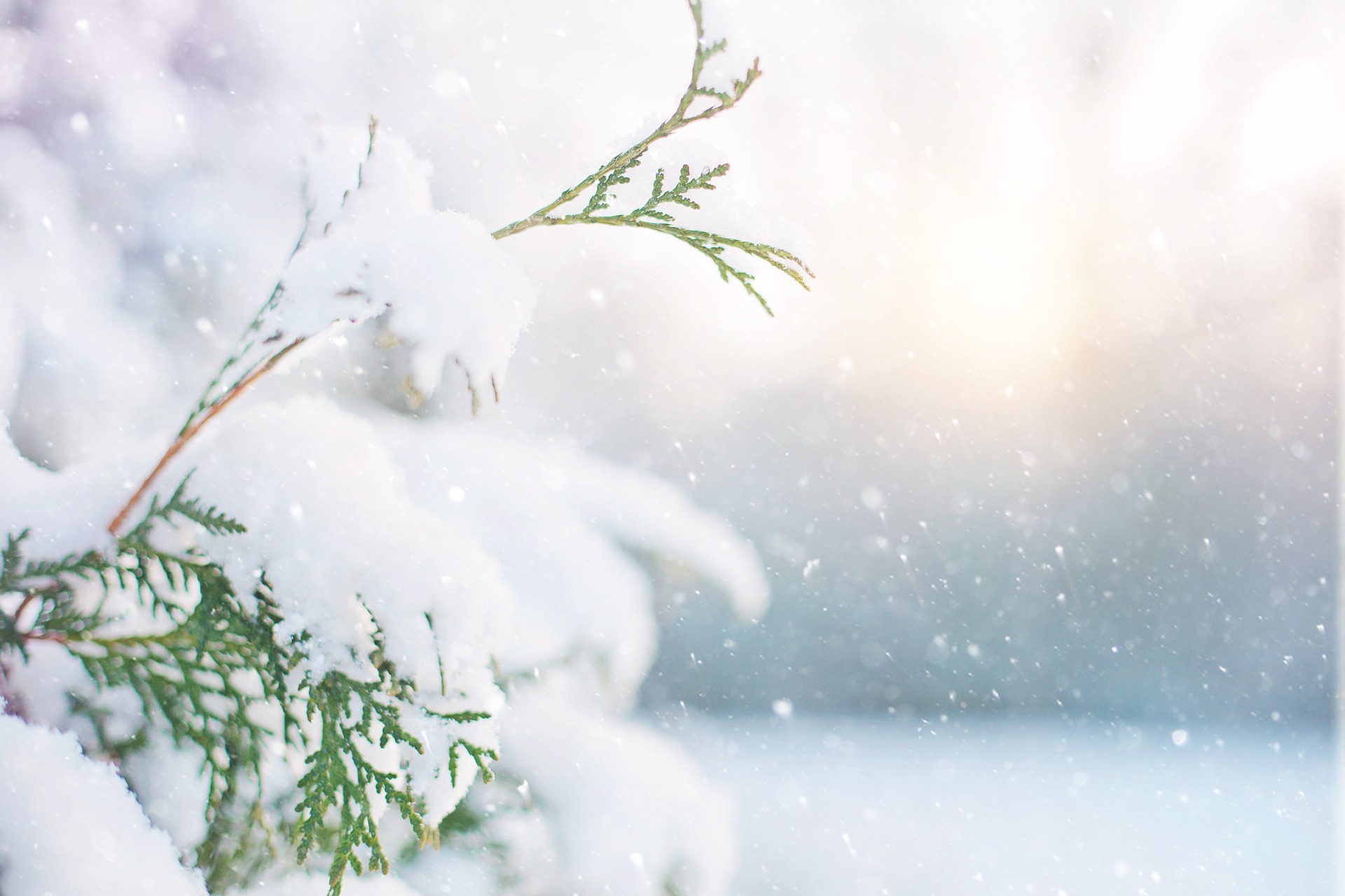 A snowy Christmas tree.